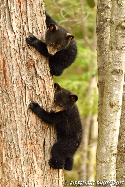 wildlife;bear;bears;black bear;Ursus americanus;Tree;Northern NH;NH;Cubs;D5