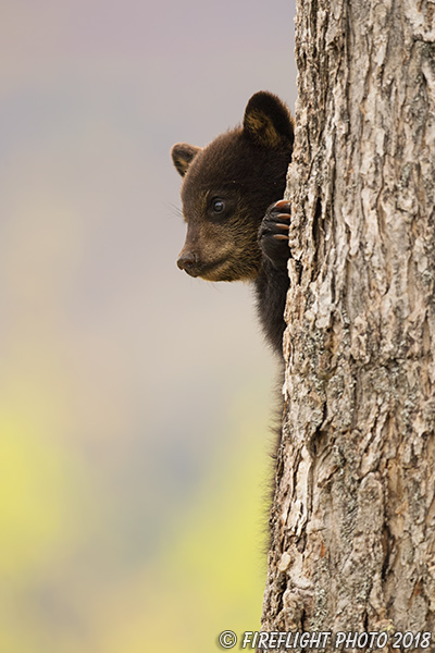 wildlife;bear;bears;black bear;Ursus americanus;Tree;Northern NH;NH;Cub;D5