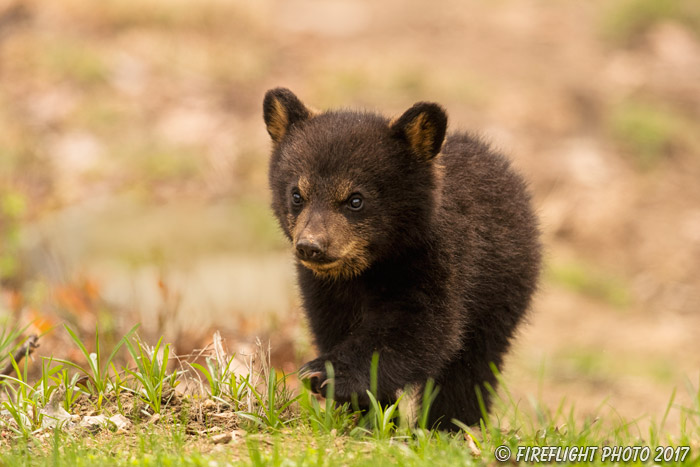 wildlife;bear;bears;black bear;Ursus americanus;Northern NH;NH;Cubs;D5