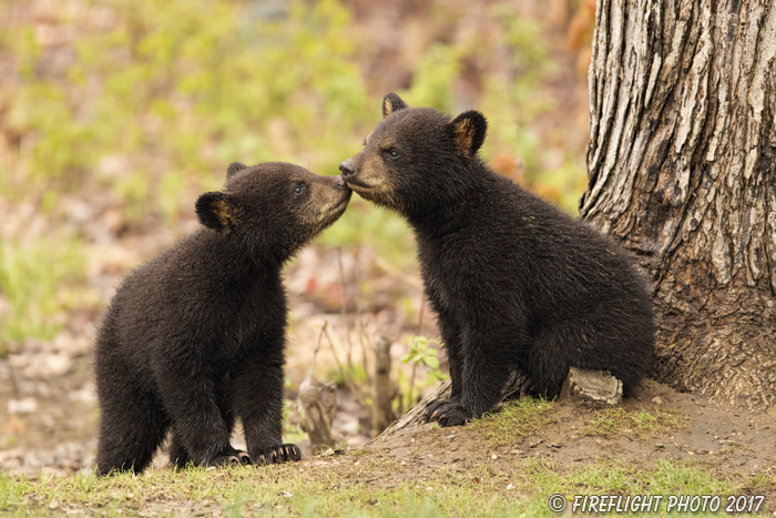 wildlife;bear;bears;black bear;Ursus americanus;Kiss;Tree;Northern NH;NH;Cubs;D5