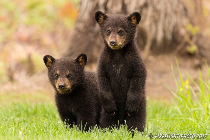 wildlife;bear;bears;black bear;Ursus americanus;Tree;Northern NH;NH;Cubs;D5