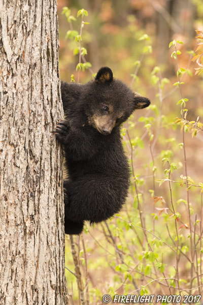 wildlife;bear;bears;black bear;Ursus americanus;Tree;Northern NH;NH;Cub;D5