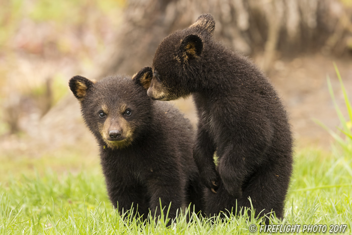 wildlife;bear;bears;black bear;Ursus americanus;Tree;Northern NH;NH;Cubs;D5