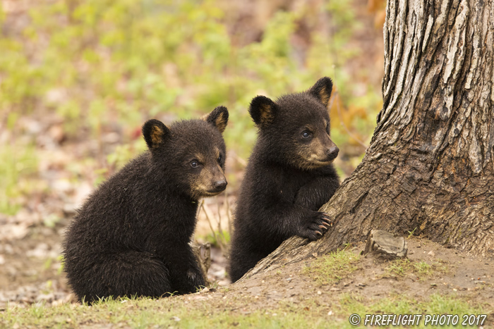 wildlife;bear;bears;black bear;Ursus americanus;Tree;Northern NH;NH;Cubs;D5