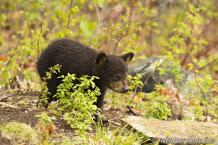 wildlife;bear;bears;black bear;Ursus americanus;Tree;brush;Northern NH;NH;Cub;D4s