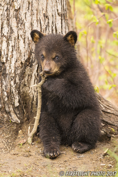 wildlife;bear;bears;black bear;Ursus americanus;Tree;coy;Northern NH;NH;Cub;D4s