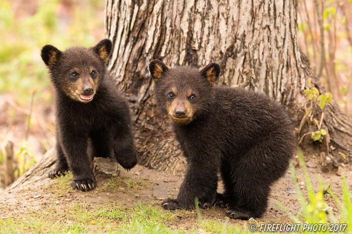 wildlife;bear;bears;black bear;Ursus americanus;Tree;Northern NH;NH;Cubs;D5