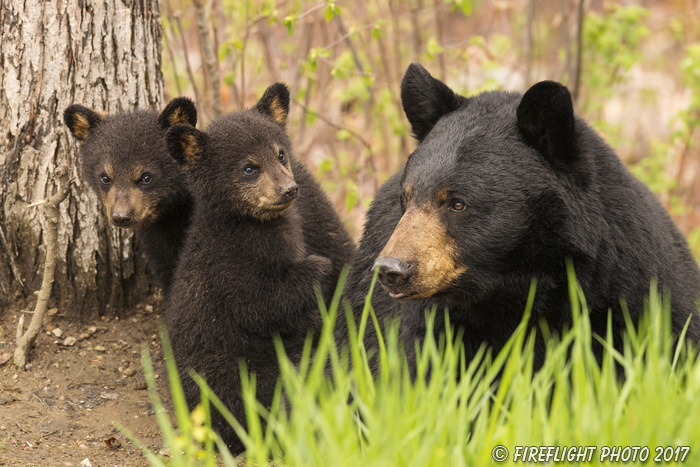 wildlife;bear;bears;black bear;Ursus americanus;Northern NH;NH;Cubs;Tree;D5