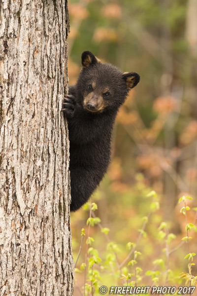 wildlife;bear;bears;black bear;Ursus americanus;Tree;Northern NH;NH;Cub;D5