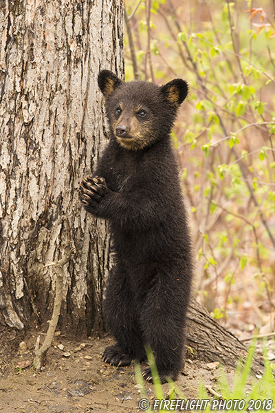 wildlife;bear;bears;black bear;Ursus americanus;Tree;standing;Northern NH;NH;Cub;D5