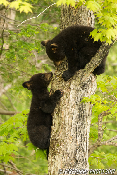 wildlife;bear;bears;black bear;Ursus americanus;Tree;Northern NH;NH;Cubs;D5