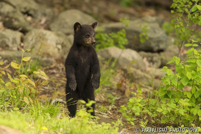 wildlife;bear;bears;black bear;Ursus americanus;Brush;standing;Northern NH;NH;Cub;D5