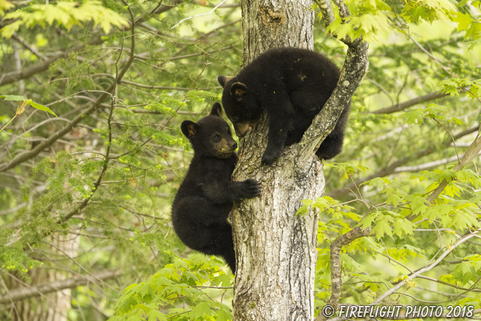 wildlife;bear;bears;black bear;Ursus americanus;Tree;Northern NH;NH;Cubs;D5