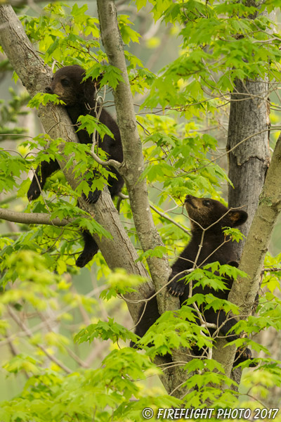 wildlife;bear;bears;black bear;Ursus americanus;Tree;Northern NH;NH;Cubs;D5