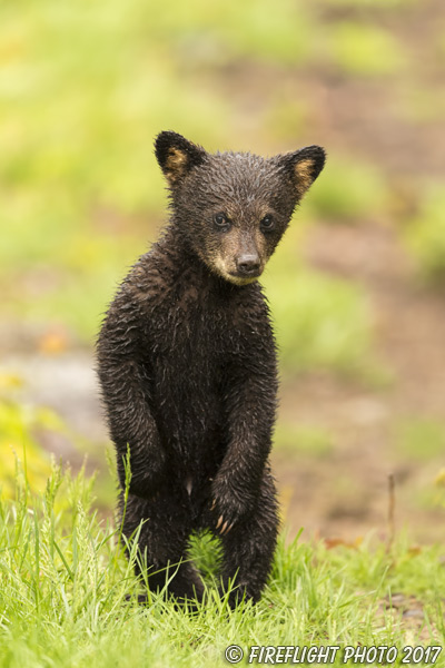 wildlife;bear;bears;black bear;Ursus americanus;Cub;Wet;Northern NH;NH
