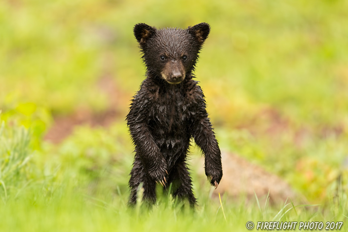 wildlife;bear;bears;black bear;Ursus americanus;Cub;Wet;Northern NH;NH