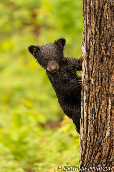 wildlife;bear;bears;black bear;Ursus americanus;Wet;Tree;Northern NH;NH;Cub;D5