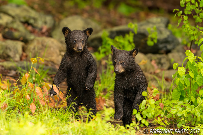 wildlife;bear;bears;black bear;Ursus americanus;Cubs;Wet;Northern NH;NH