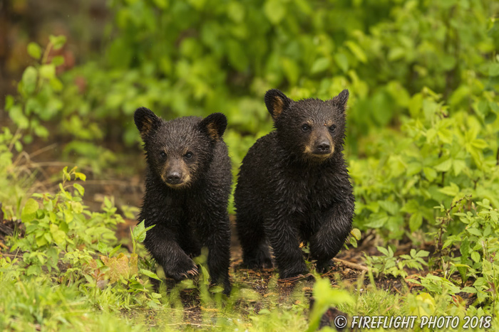 wildlife;bear;bears;black bear;Ursus americanus;Cubs;Wet;Northern NH;NH