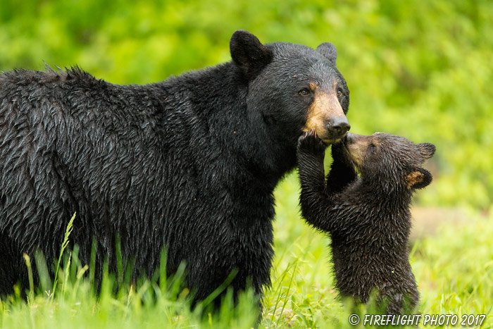 wildlife;bear;bears;black bear;Ursus americanus;Northern NH;NH;Cub;kiss;kissing;D5