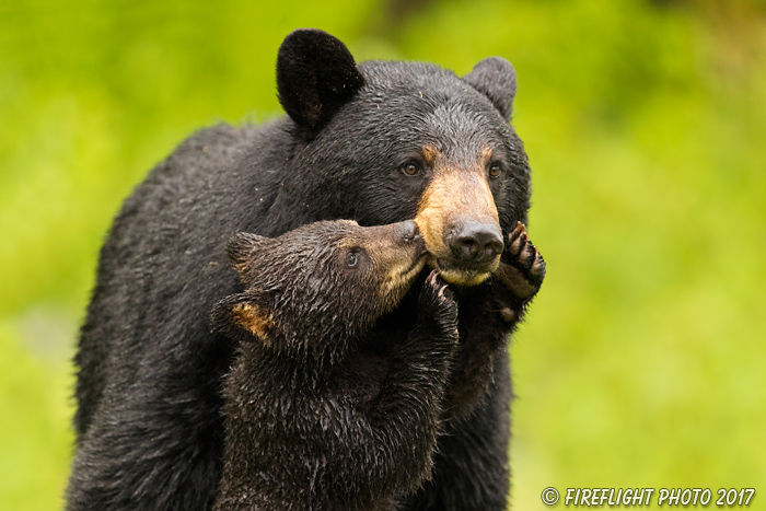 wildlife;bear;bears;black bear;Ursus americanus;Northern NH;NH;Cub;kiss;kissing;D5