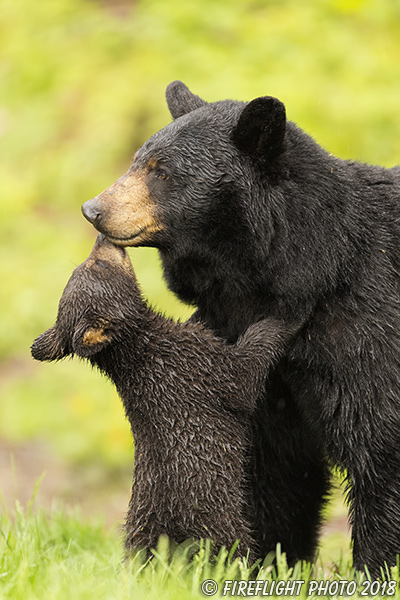 wildlife;bear;bears;black bear;Ursus americanus;Northern NH;NH;Cub;kiss;kissing;D5