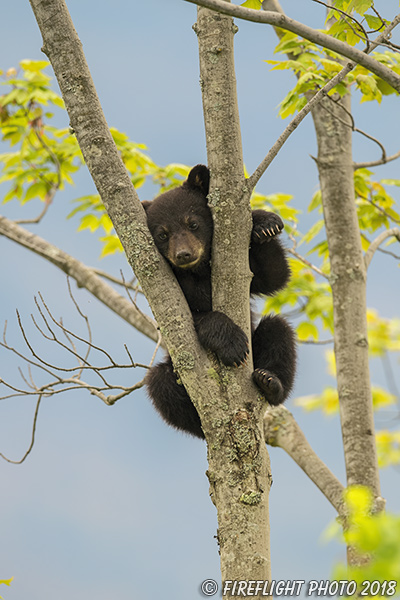 wildlife;bear;bears;black bear;Ursus americanus;Tree;Northern NH;NH;Cub;D5