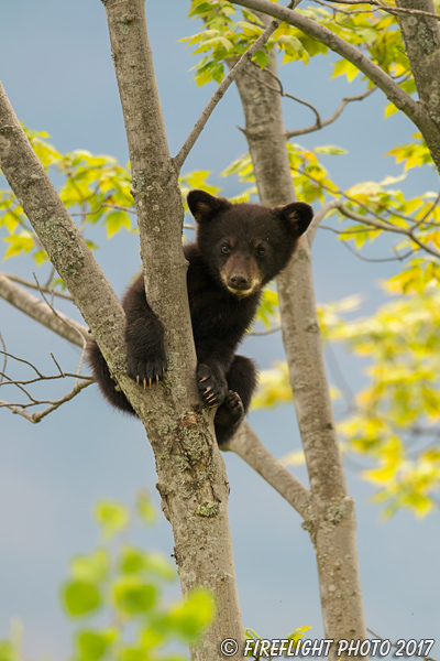 wildlife;bear;bears;black bear;Ursus americanus;Tree;Northern NH;NH;Cub;D5