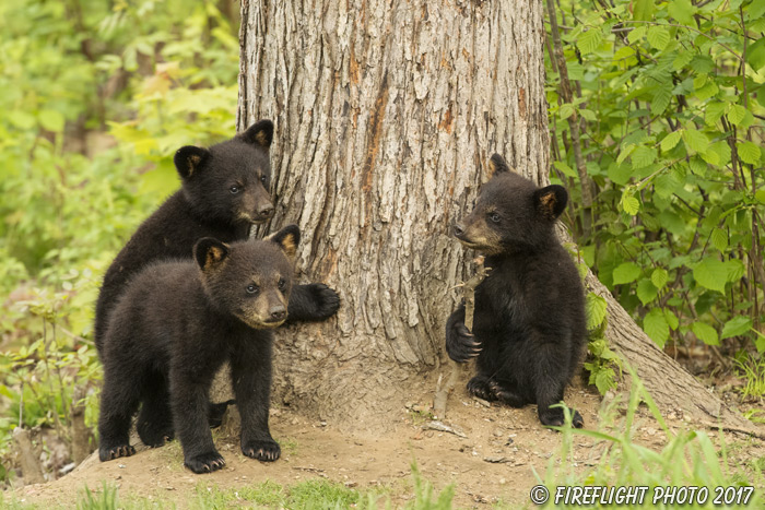 wildlife;bear;bears;black bear;Ursus americanus;Tree;Northern NH;NH;Cubs;D5