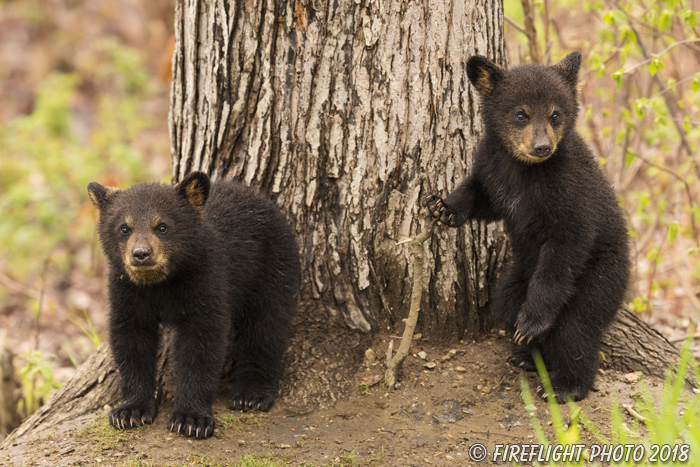 wildlife;bear;bears;black bear;Ursus americanus;Tree;Northern NH;NH;Cubs;D5