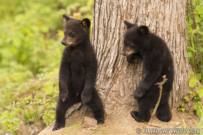 wildlife;bear;bears;black bear;Ursus americanus;Tree;Northern NH;NH;Cubs;D4s