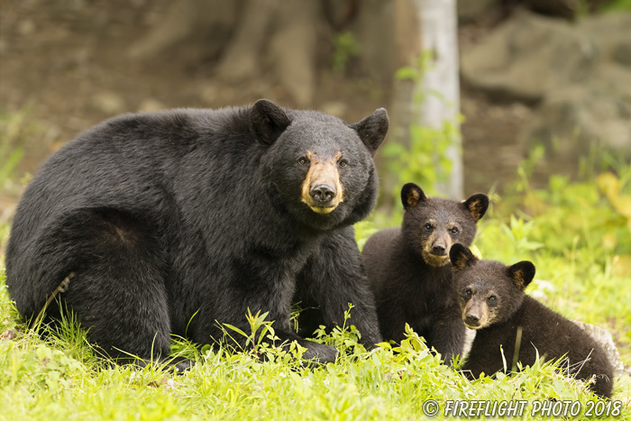 wildlife;bear;bears;black bear;Ursus americanus;Tree;Northern NH;NH;Cubs;D5