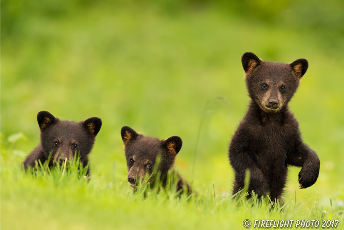 wildlife;bear;bears;black bear;Ursus americanus;Northern NH;NH;Cubs;D5