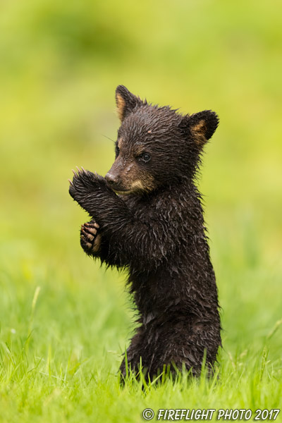 wildlife;bear;bears;black bear;Ursus americanus;Cub;Wet;Northern NH;NH