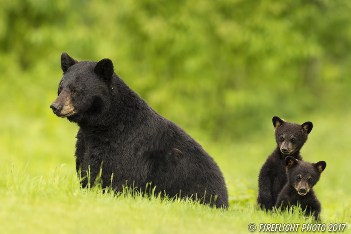 wildlife;bear;bears;black bear;Ursus americanus;Northern NH;NH;Cubs;D5