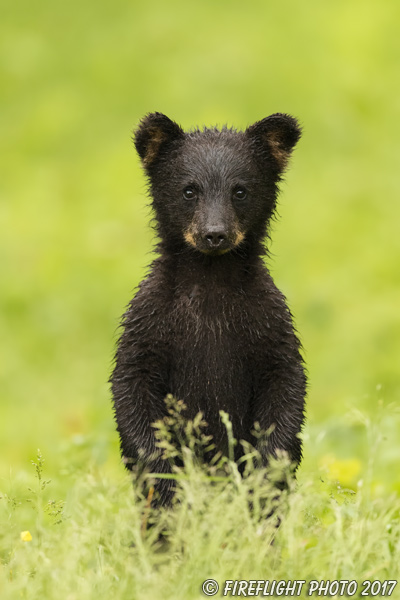 wildlife;bear;bears;black bear;Ursus americanus;Northern NH;NH;Cub;D5