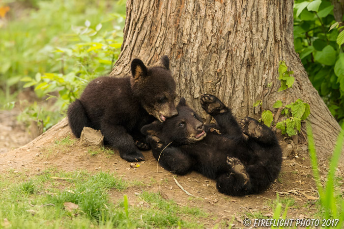 wildlife;bear;bears;black bear;Ursus americanus;Northern NH;NH;Cubs;D5