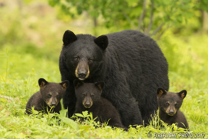 wildlife;bear;bears;black bear;Ursus americanus;Northern NH;NH;Cubs;D5