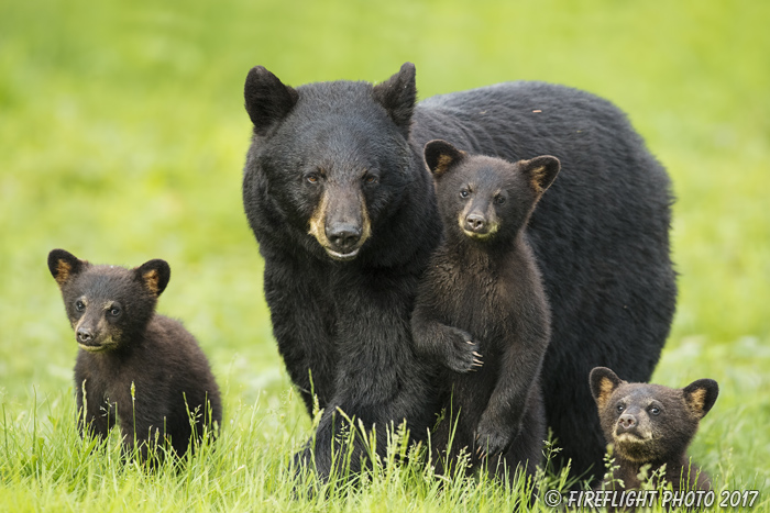 wildlife;bear;bears;black bear;Ursus americanus;Northern NH;NH;Cubs;D5