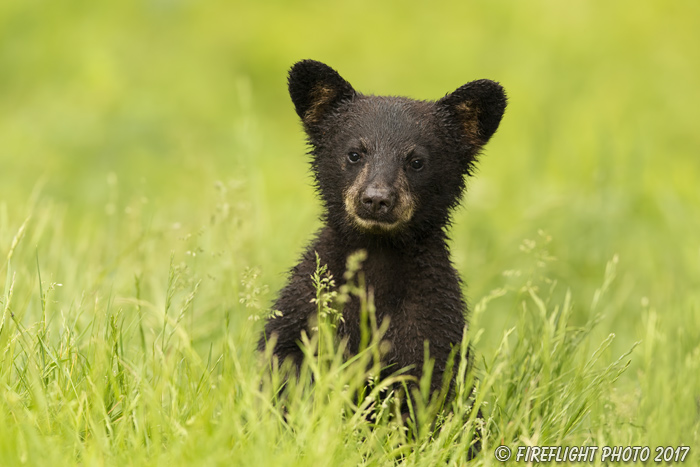 wildlife;bear;bears;black bear;Ursus americanus;Northern NH;NH;Cubs;D5