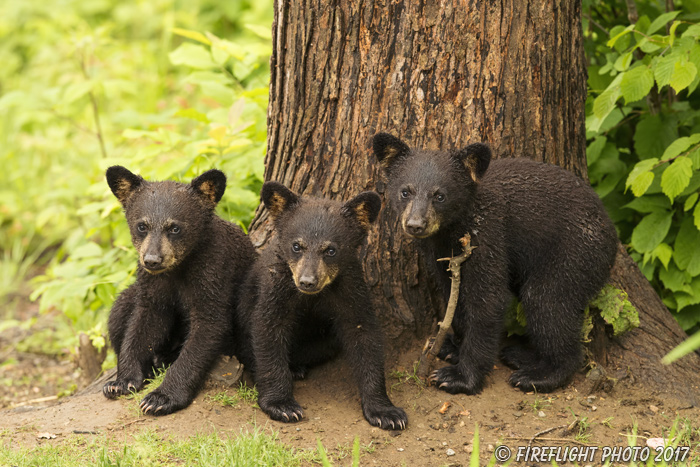 wildlife;bear;bears;black bear;Ursus americanus;Northern NH;NH;Cubs;D5