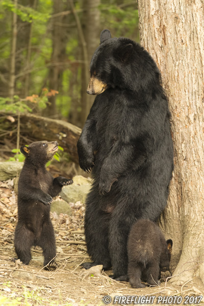 wildlife;bear;bears;black bear;Ursus americanus;Northern NH;NH;Cubs;Standing;D5
