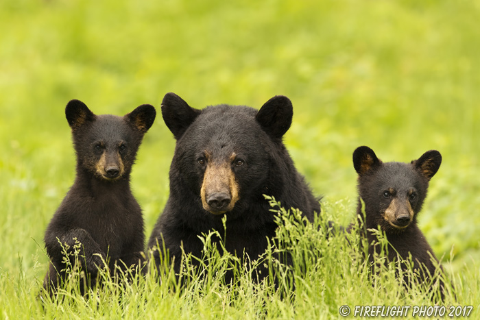wildlife;bear;bears;black bear;Ursus americanus;Northern NH;NH;Cubs;Grass;D5