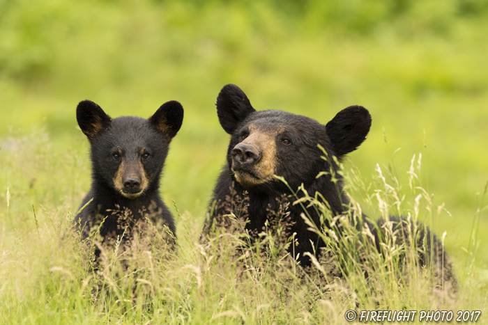 wildlife;bear;bears;black bear;Ursus americanus;Northern NH;NH;Cubs;D5