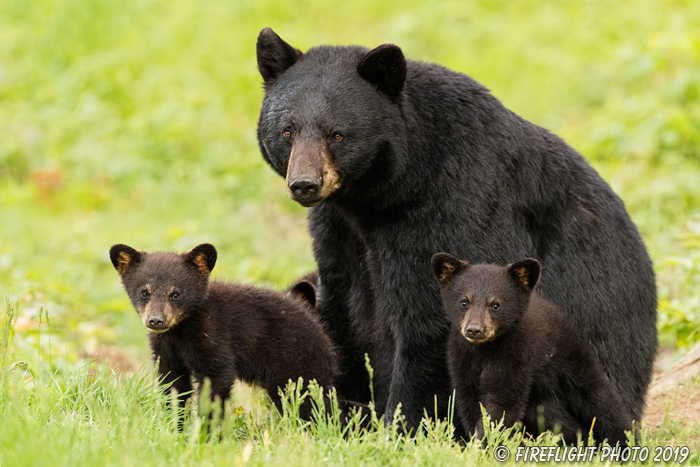 wildlife;bear;bears;black bear;Ursus americanus;Cub;Cubs;grass North NH;NH;D5