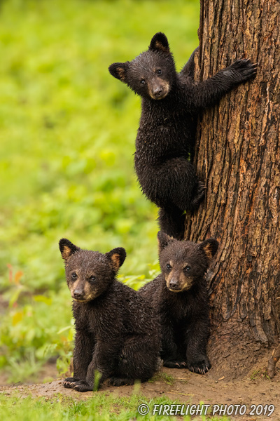 wildlife;bear;bears;black bear;Ursus americanus;Tree;Northern NH;NH;Cubs;D5