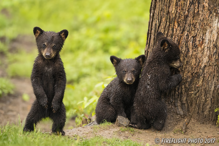 wildlife;bear;bears;black bear;Ursus americanus;Tree;Northern NH;NH;Cubs;D5