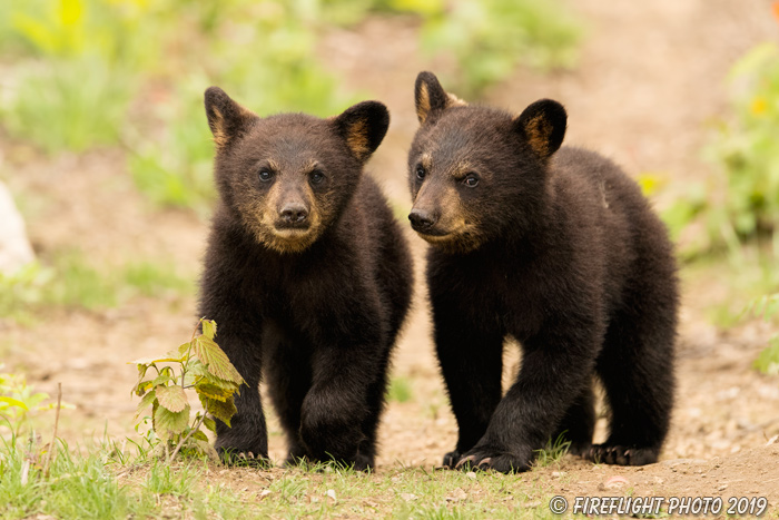 wildlife;bear;bears;black bear;Ursus americanus;Cub;Cubs;Northern NH;NH