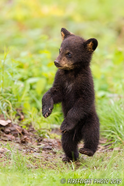 wildlife;bear;bears;black bear;Ursus americanus;Northern NH;NH;Cub;D4s