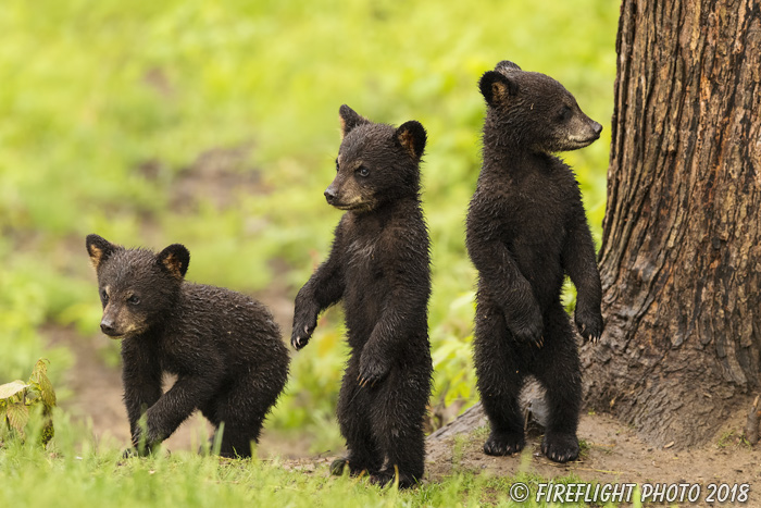 wildlife;bear;bears;black bear;Ursus americanus;Cubs;Wet;Northern NH;NH